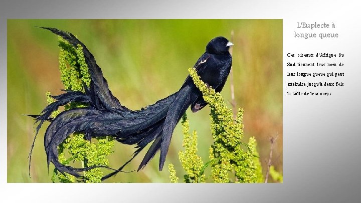 L'Euplecte à longue queue Ces oiseaux d'Afrique du Sud tiennent leur nom de leur