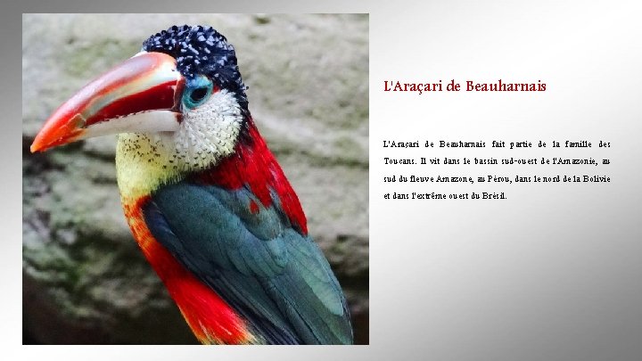 L'Araçari de Beauharnais fait partie de la famille des Toucans. Il vit dans le