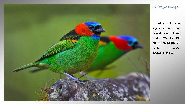 Le Tangara rouge Il existe trois sousespèces de cet oiseau tropical qui diffèrent selon