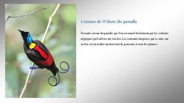 L'oiseau de Wilson du paradis Un autre oiseau du paradis que l'on reconnaît facilement