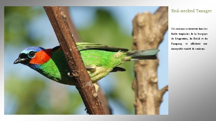 Red-necked Tanager Ces oiseaux se trouvent dans les forêts tropicales de la bas-pays de