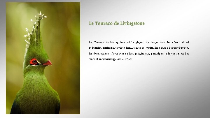 Le Touraco de Livingstone vit la plupart du temps dans les arbres. il est