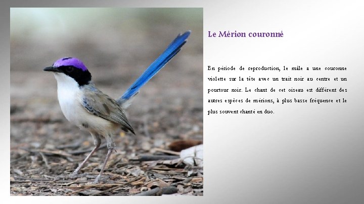 Le Mérion couronné En période de reproduction, le mâle a une couronne violette sur