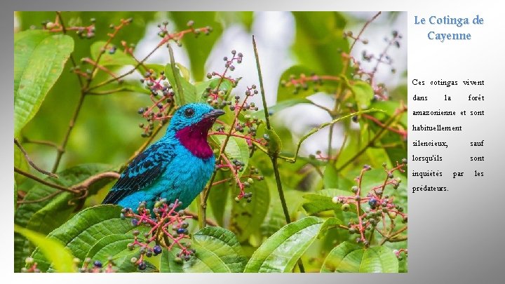 Le Cotinga de Cayenne Ces cotingas vivent dans la forêt amazonienne et sont habituellement