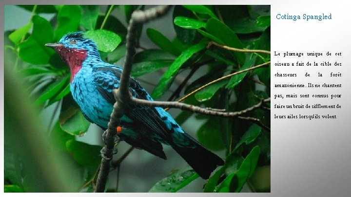 Cotinga Spangled Le plumage unique de cet oiseau a fait de la cible des