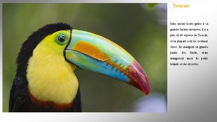 Toucan Sans aucun doute grâce à sa grande facture incurvée, il y a plus