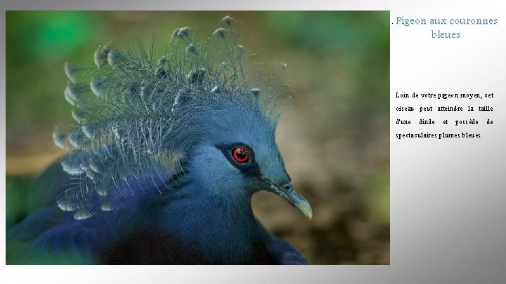 . Pigeon aux couronnes bleues Loin de votre pigeon moyen, cet oiseau peut atteindre