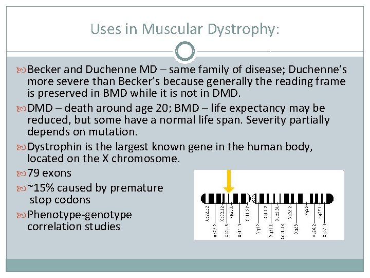 Uses in Muscular Dystrophy: Becker and Duchenne MD – same family of disease; Duchenne’s