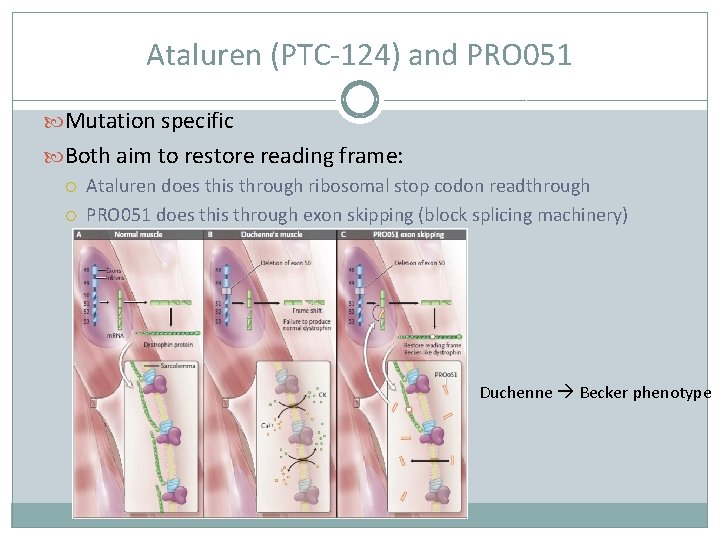 Ataluren (PTC-124) and PRO 051 Mutation specific Both aim to restore reading frame: Ataluren