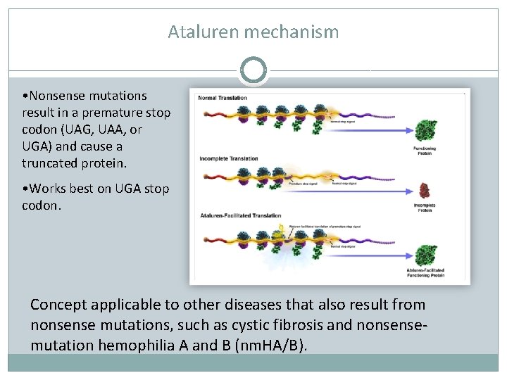 Ataluren mechanism • Nonsense mutations result in a premature stop codon (UAG, UAA, or