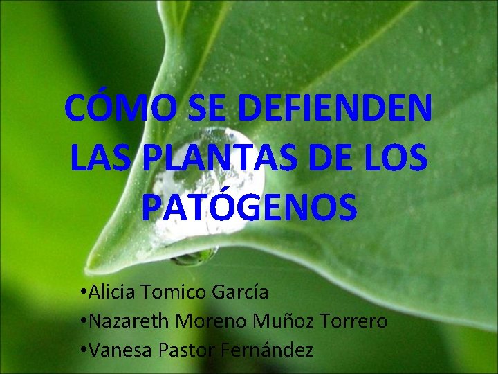 CÓMO SE DEFIENDEN LAS PLANTAS DE LOS PATÓGENOS • Alicia Tomico García • Nazareth CÓMO SE DEFIENDEN LAS PLANTAS DE LOS PATÓGENOS • Alicia Tomico García • Nazareth