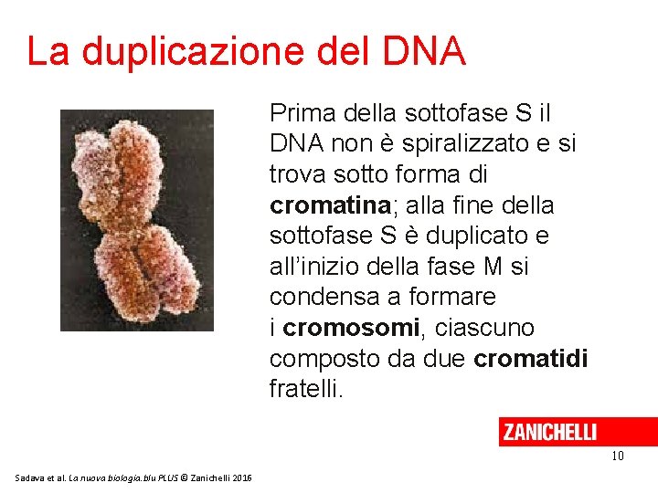 La duplicazione del DNA Prima della sottofase S il DNA non è spiralizzato e
