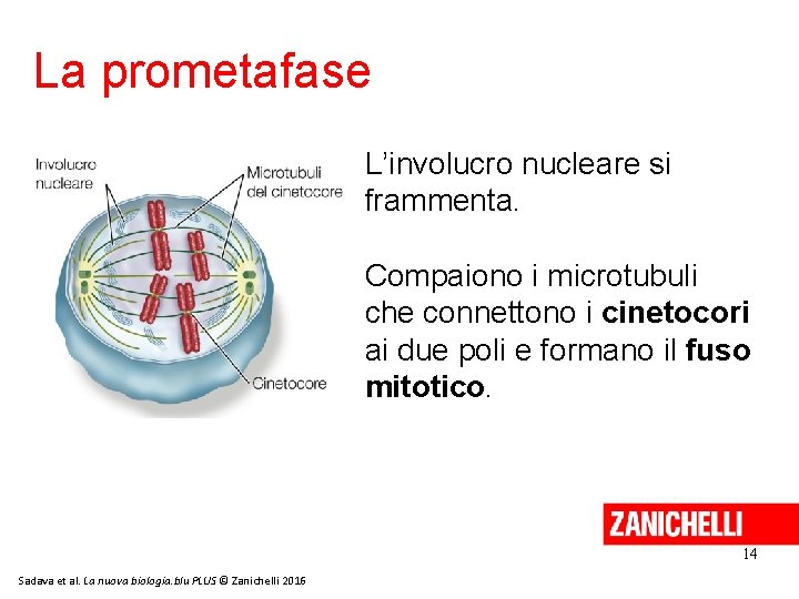 La prometafase L’involucro nucleare si frammenta. Compaiono i microtubuli che connettono i cinetocori ai