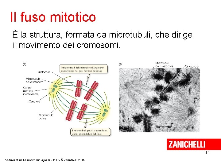 Il fuso mitotico È la struttura, formata da microtubuli, che dirige il movimento dei