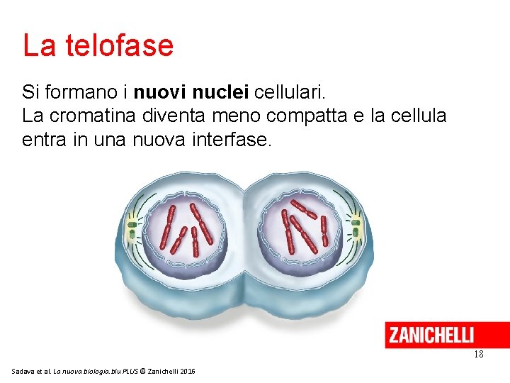 La telofase Si formano i nuovi nuclei cellulari. La cromatina diventa meno compatta e