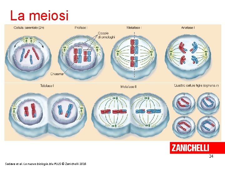 La meiosi 24 Sadava et al. La nuova biologia. blu PLUS © Zanichelli 2016