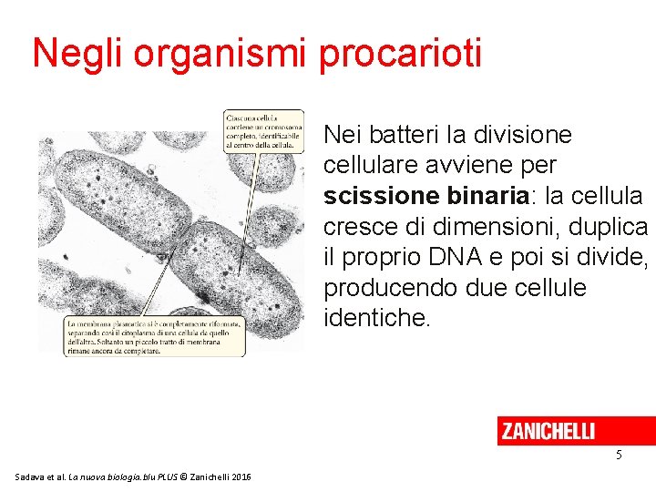 Negli organismi procarioti Nei batteri la divisione cellulare avviene per scissione binaria: la cellula