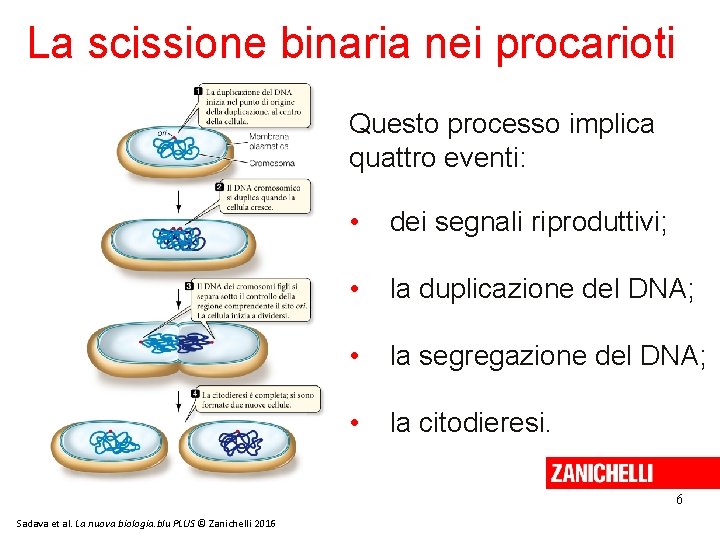 La scissione binaria nei procarioti Questo processo implica quattro eventi: • dei segnali riproduttivi;
