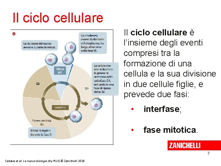 Il ciclo cellulare è l’insieme degli eventi compresi tra la formazione di una cellula