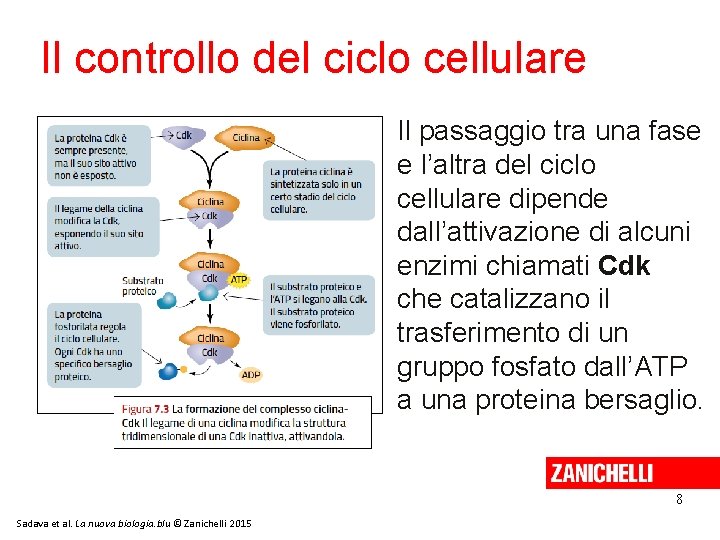 Il controllo del ciclo cellulare Il passaggio tra una fase e l’altra del ciclo