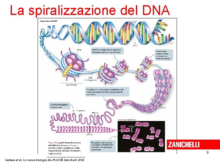 La spiralizzazione del DNA 9 Sadava et al. La nuova biologia. blu PLUS ©