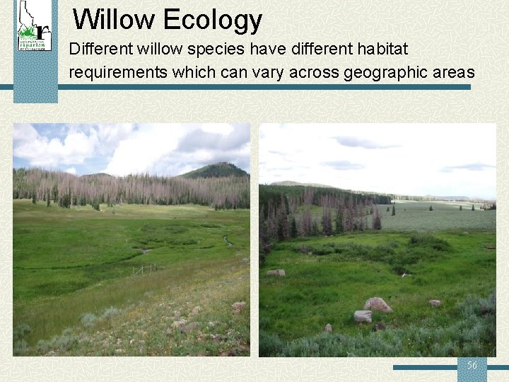 Willow Ecology Different willow species have different habitat requirements which can vary across geographic