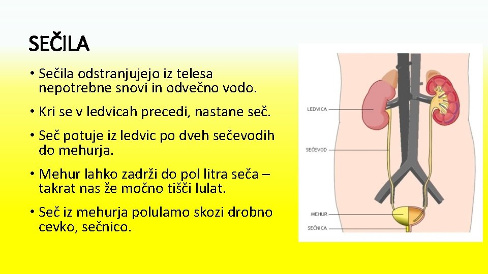 SEČILA • Sečila odstranjujejo iz telesa nepotrebne snovi in odvečno vodo. • Kri se