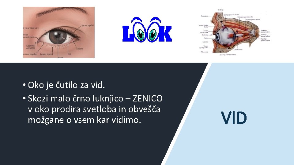  • Oko je čutilo za vid. • Skozi malo črno luknjico – ZENICO