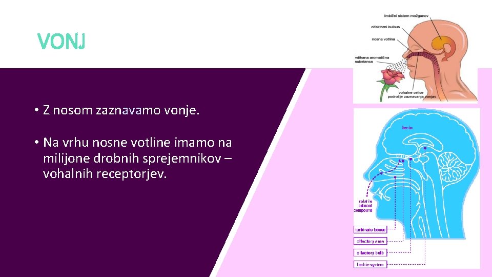 VONJ • Z nosom zaznavamo vonje. • Na vrhu nosne votline imamo na milijone