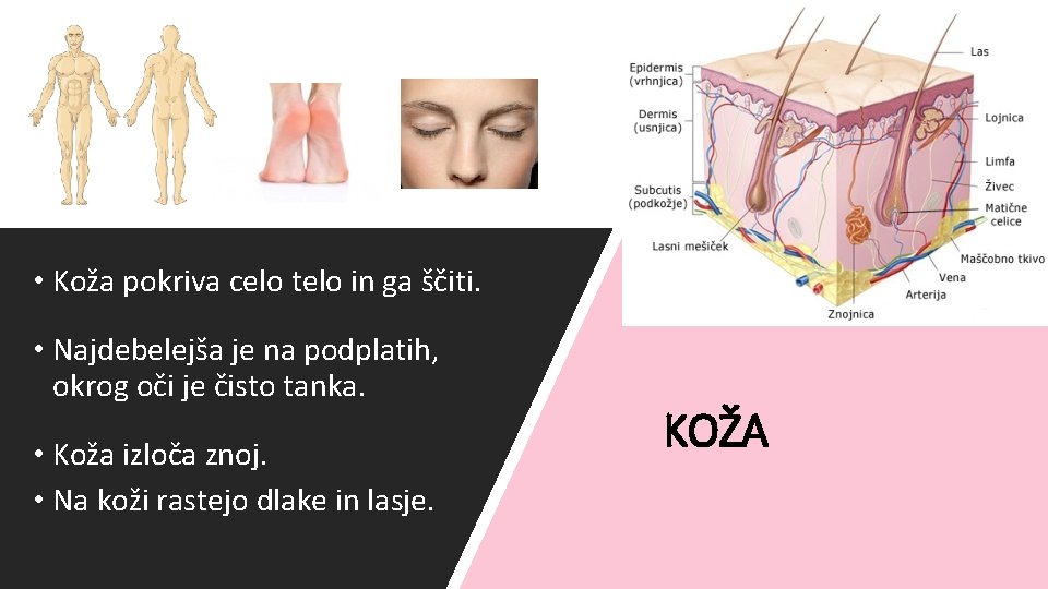  • Koža pokriva celo telo in ga ščiti. • Najdebelejša je na podplatih,