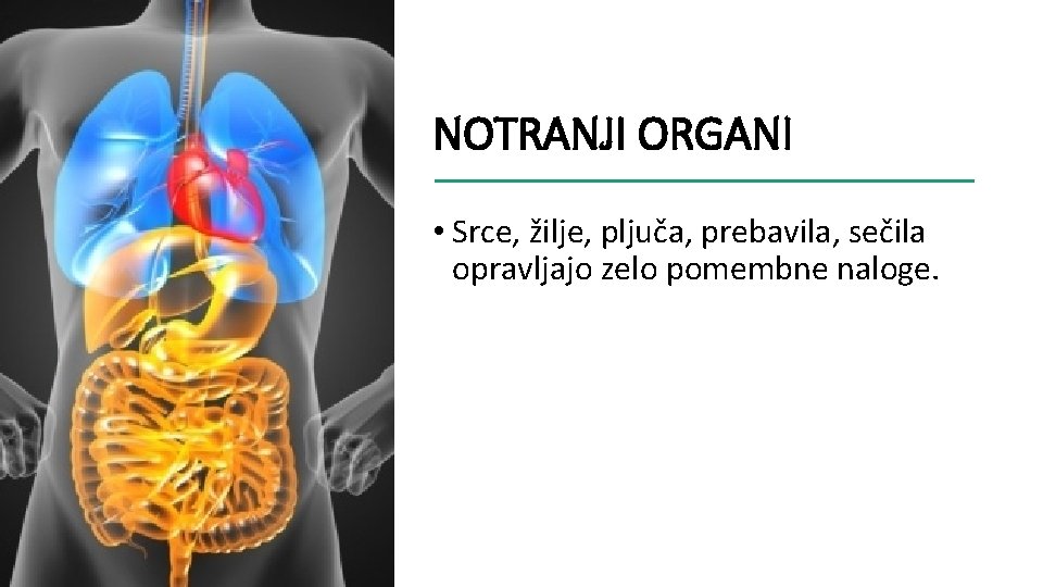 NOTRANJI ORGANI • Srce, žilje, pljuča, prebavila, sečila opravljajo zelo pomembne naloge. 