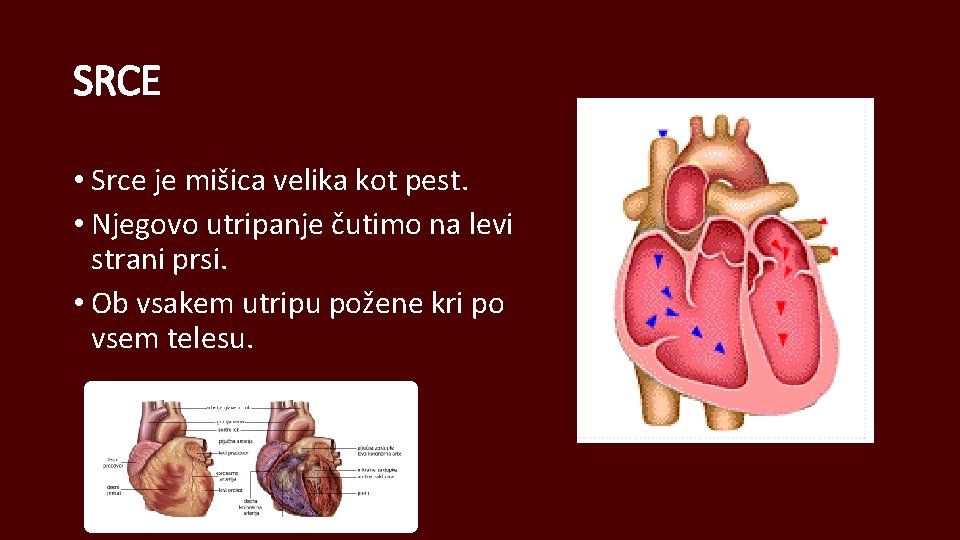 SRCE • Srce je mišica velika kot pest. • Njegovo utripanje čutimo na levi