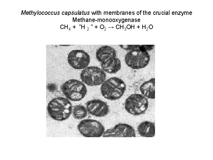 Methylococcus capsulatus with membranes of the crucial enzyme Methane-monooxygenase CH 4 + ”H 2
