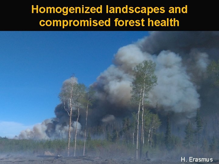 Homogenized landscapes and compromised forest health California Chaparrall Institute T. Gage H. Erasmus 