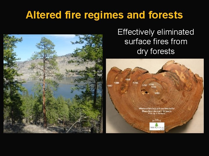 Altered fire regimes and forests Effectively eliminated surface fires from dry forests 