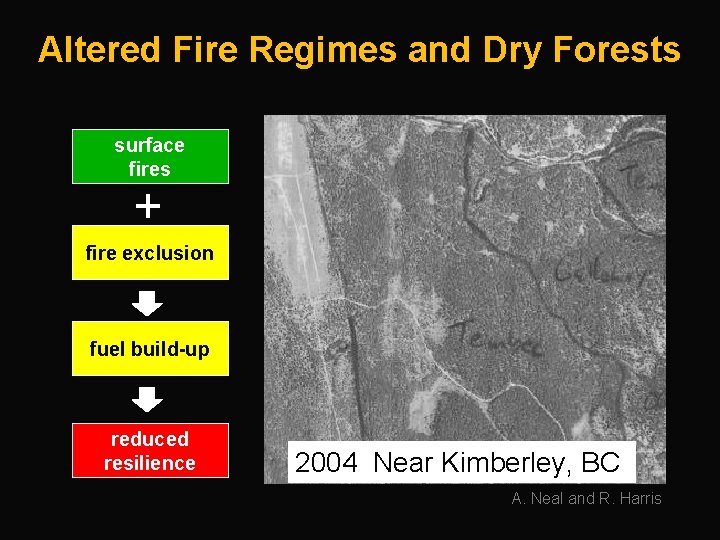 Altered Fire Regimes and Dry Forests surface fires + fire exclusion fuel build-up reduced