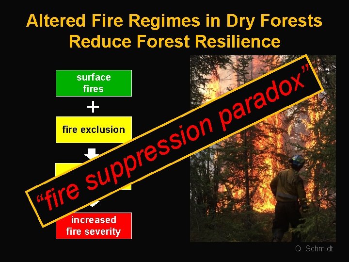Altered Fire Regimes in Dry Forests Reduce Forest Resilience ” x o d a