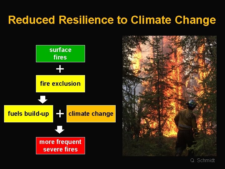 Reduced Resilience to Climate Change surface fires + fire exclusion fuels build-up + climate