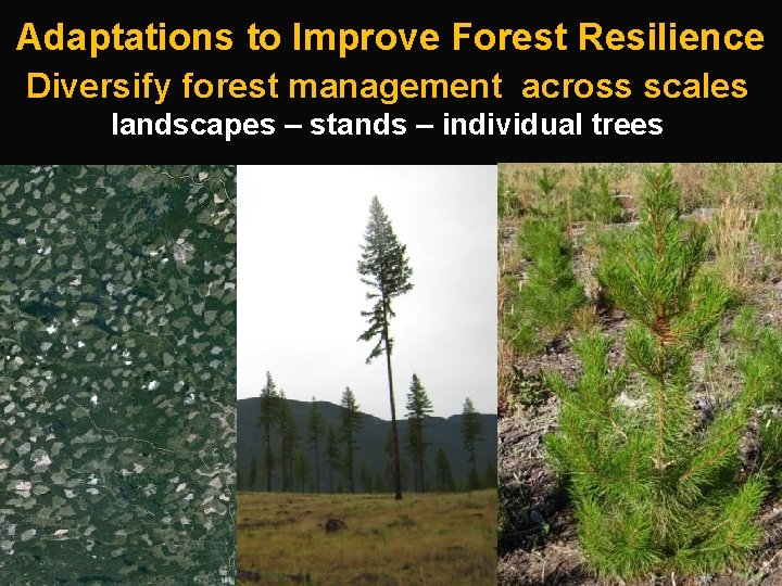 Adaptations to Improve Forest Resilience Diversify forest management across scales landscapes – stands –