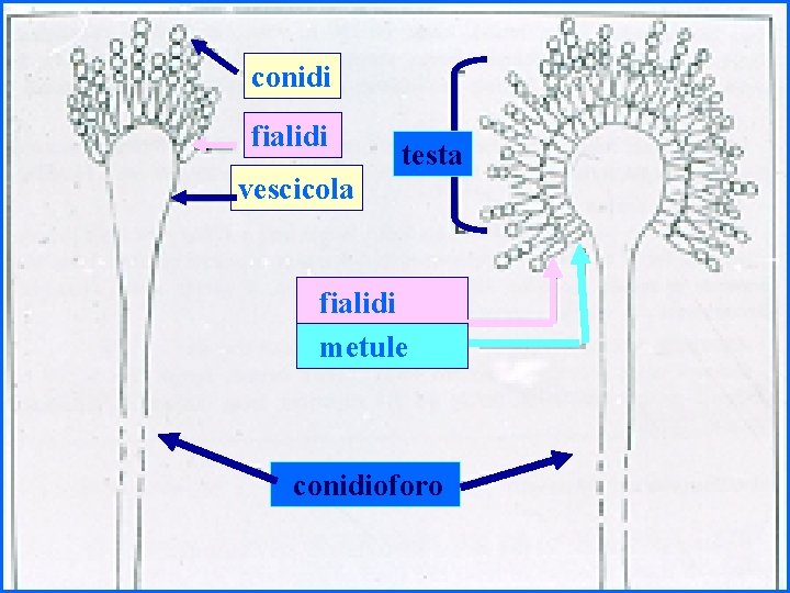 conidi fialidi vescicola testa fialidi metule conidioforo 14 