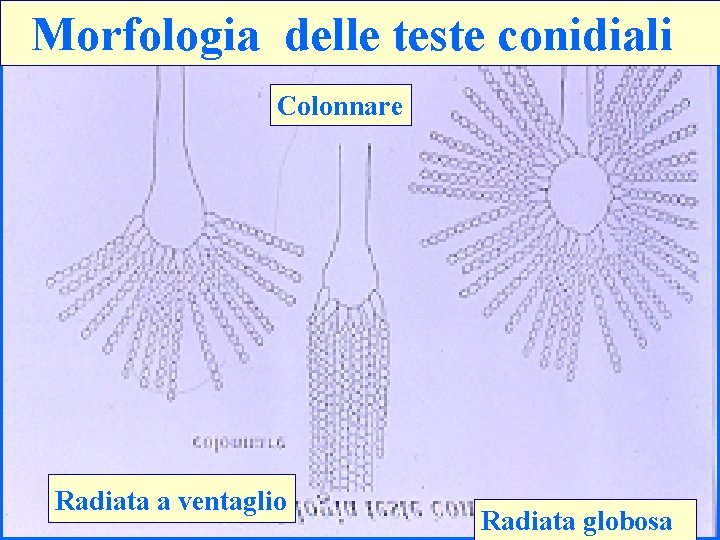Morfologia delle teste conidiali Colonnare Radiata a ventaglio 15 Radiata globosa 