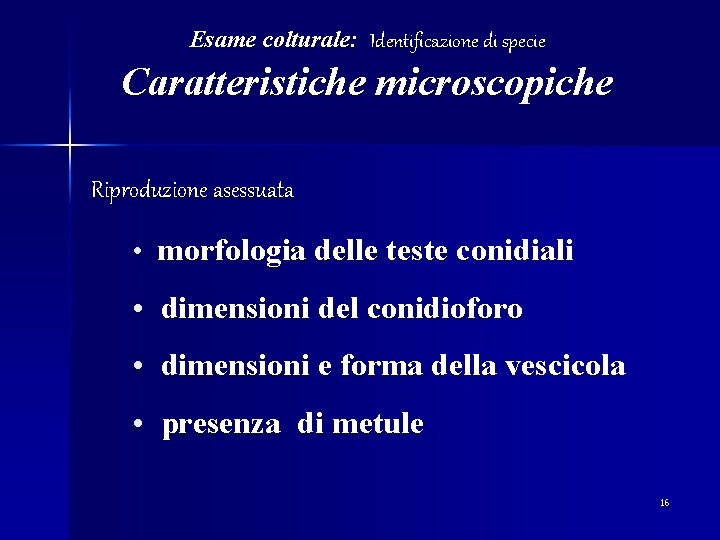 Esame colturale: Identificazione di specie Caratteristiche microscopiche Riproduzione asessuata • morfologia delle teste conidiali