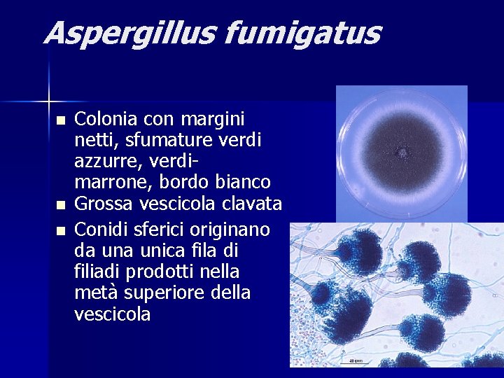 Aspergillus fumigatus n n n Colonia con margini netti, sfumature verdi azzurre, verdimarrone, bordo