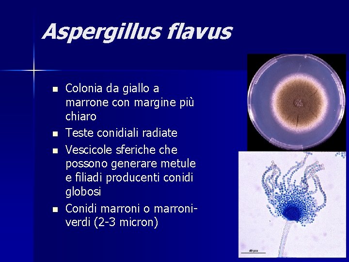 Aspergillus flavus n n Colonia da giallo a marrone con margine più chiaro Teste