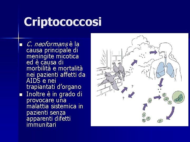 Criptococcosi n n C. neoformans è la causa principale di meningite micotica ed è
