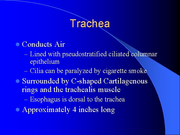 Trachea l Conducts Air – Lined with pseudostratified ciliated columnar epithelium – Cilia can