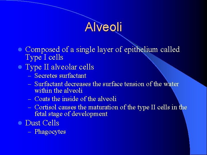 Alveoli Composed of a single layer of epithelium called Type I cells l Type