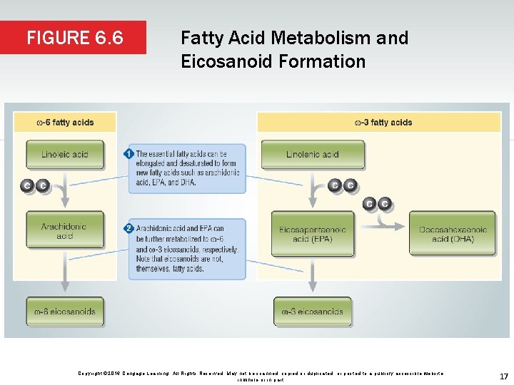 FIGURE 6. 6 Fatty Acid Metabolism and Eicosanoid Formation Copyright © 2016 Cengage Learning.