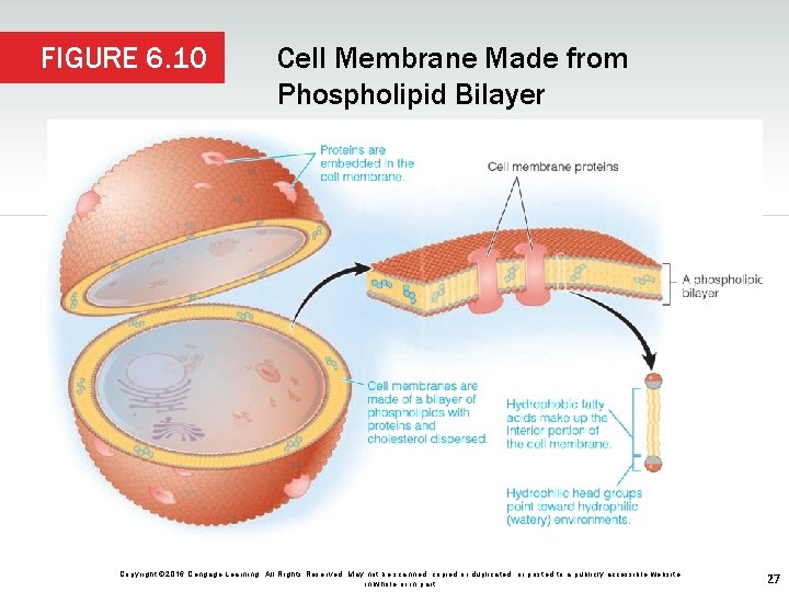 FIGURE 6. 10 Cell Membrane Made from Phospholipid Bilayer Copyright © 2016 Cengage Learning.
