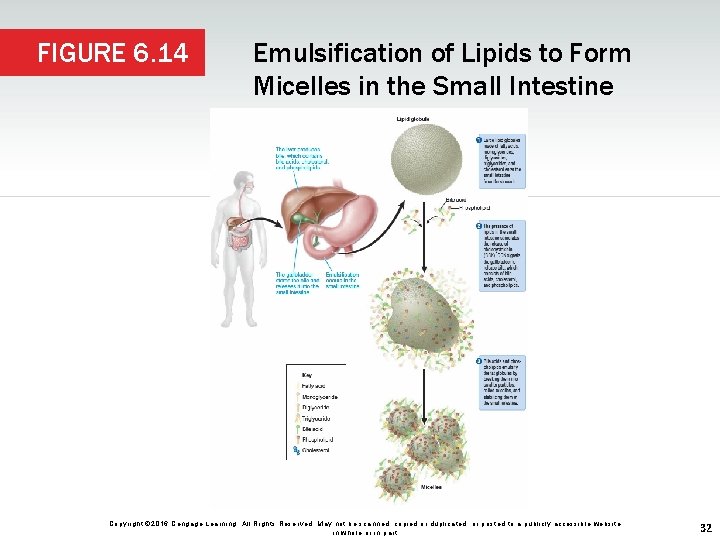 FIGURE 6. 14 Emulsification of Lipids to Form Micelles in the Small Intestine Copyright